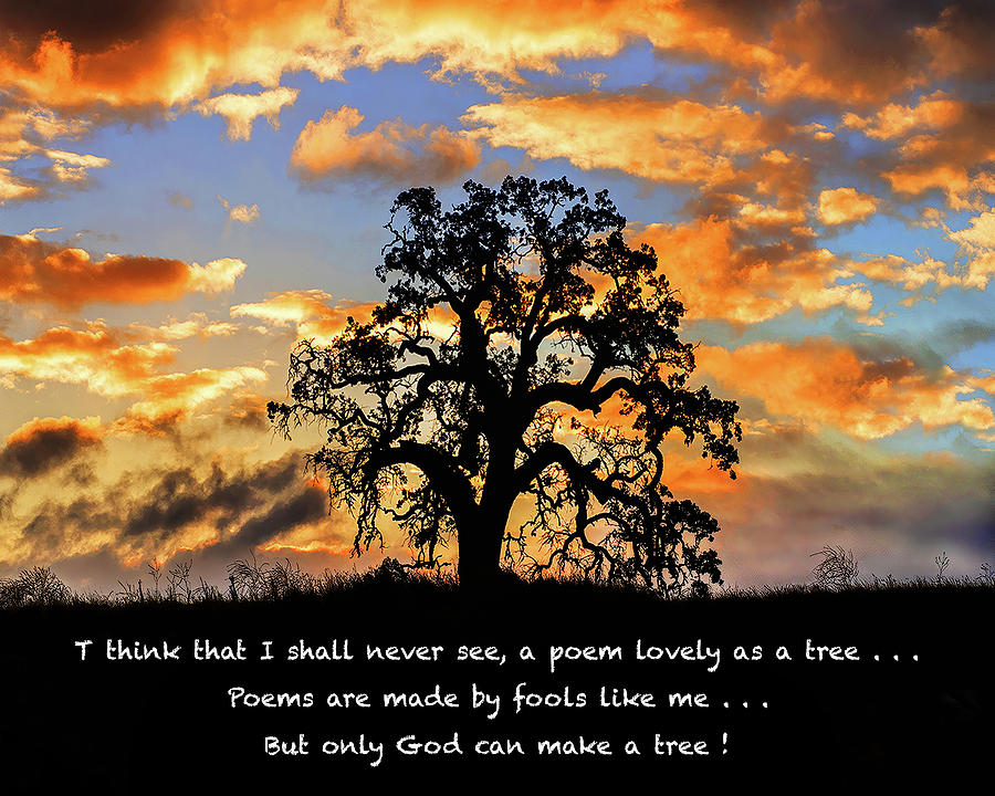 But Only God Can Make A Tree Photograph by Don Schimmel