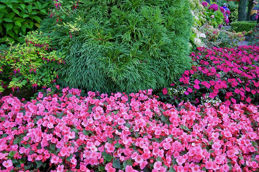 Butchart Gardens floral medley Photograph by Blair Seitz