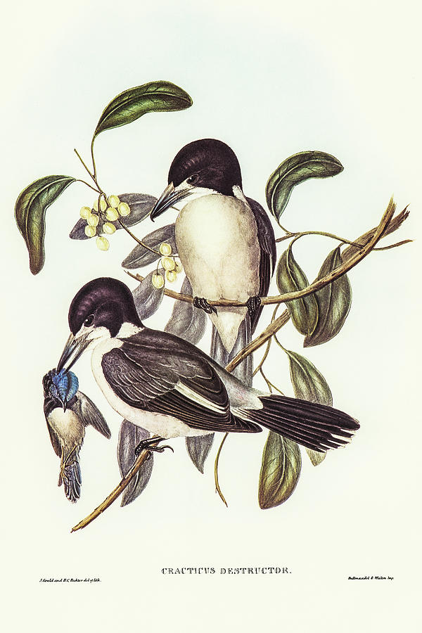 John Gould Drawing - Butcher-Bird, Cracticus destructor by John Gould