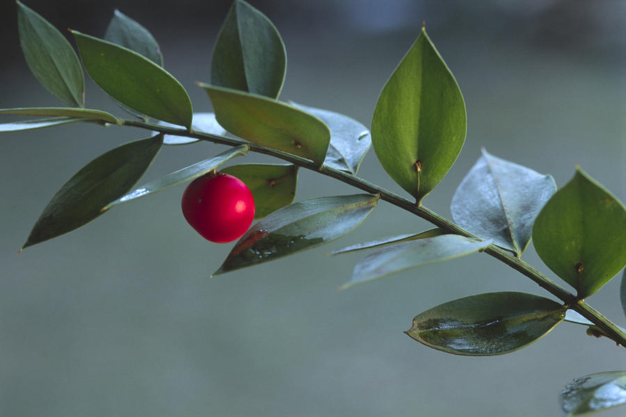 Butchers broom (Ruscus aculeatus), South Tyrol, Italy, Europe Photograph by Alessandra Sarti