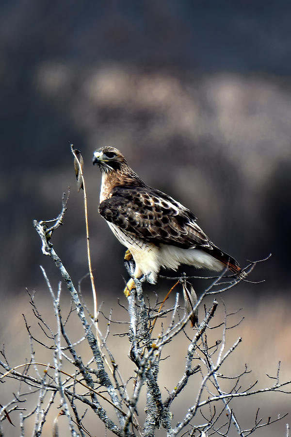 Buteo In Checotah Photograph