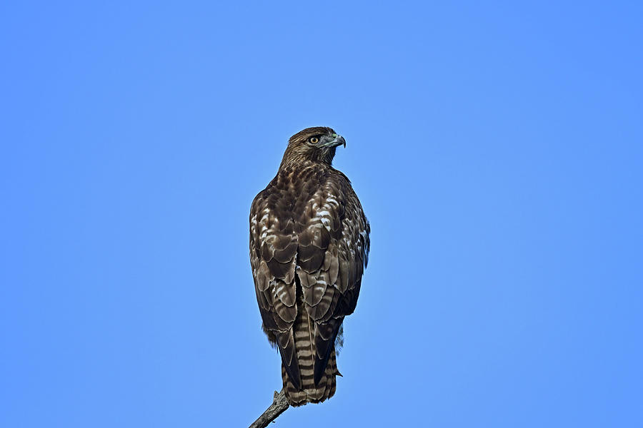 Buteo Lineatus -  Red-shouldered Hawk  Photograph by Amazing Action Photo Video