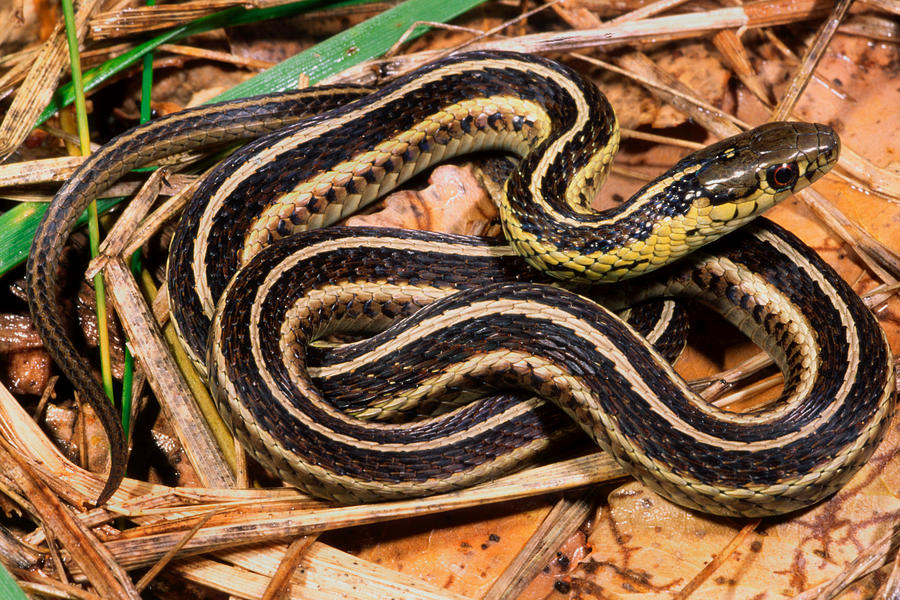 Butler's Garter Snake Photograph By Michael Redmer - Fine Art America