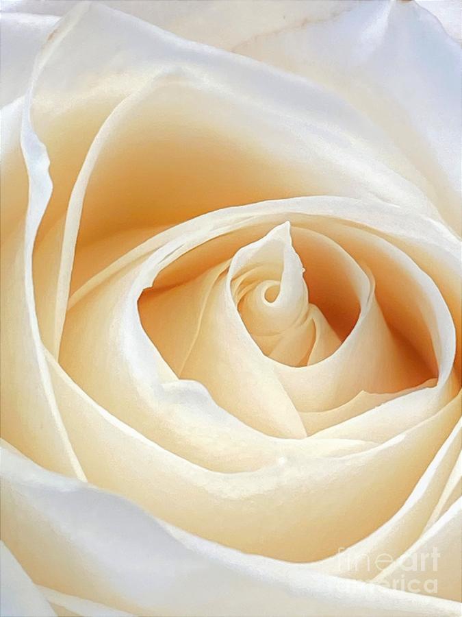 Rose Photograph - Butter Cream by Shari Stamford Krause