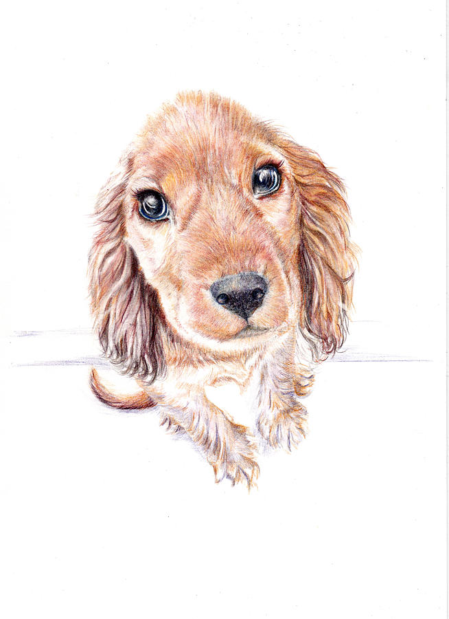 Butter Wouldnt Melt Puppy Painting by Debra Hall