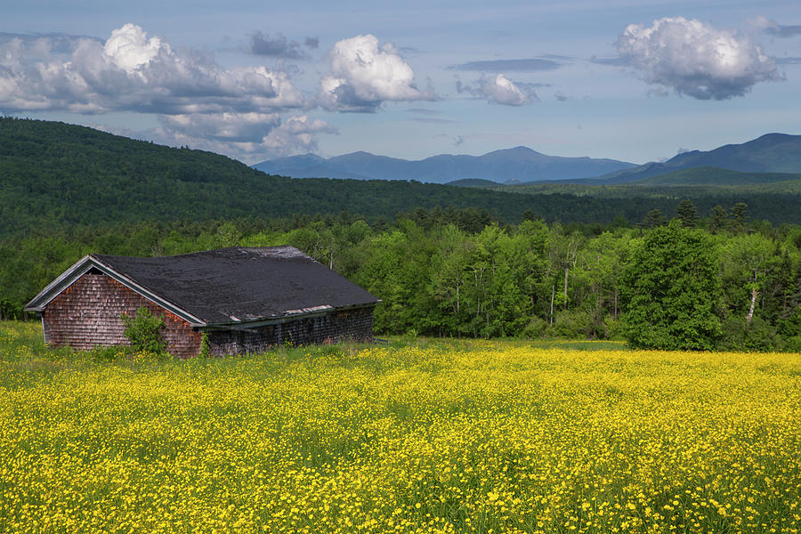 Buttercup Barn 2 Photograph by White Mountain Images