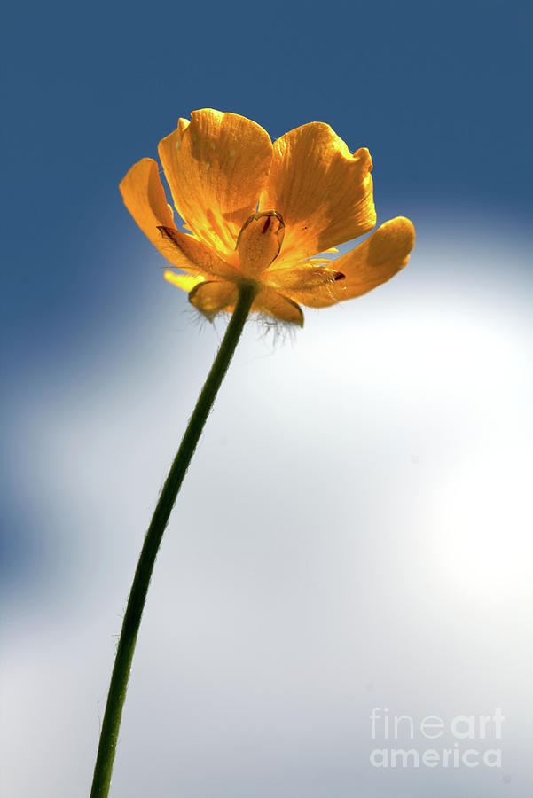 Buttercup Clouds Photograph by Stephen Melia