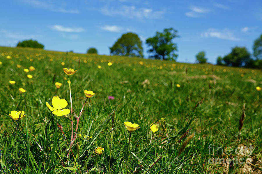 Buttercup flowers in wildflower meadow Photograph by James Brunker