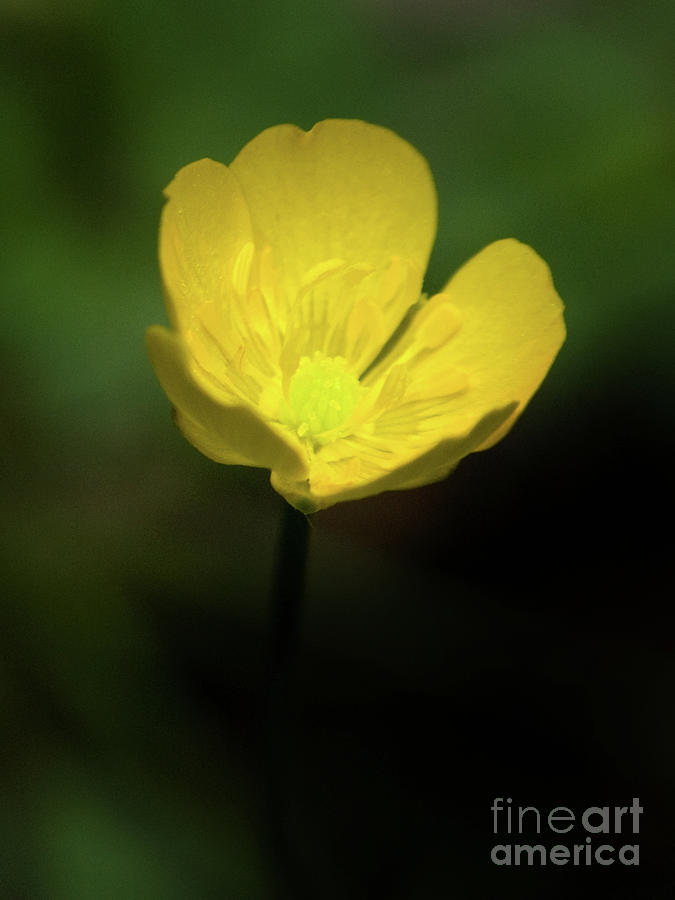 Buttercup In The Garden Shadows Photograph by Dorothy Lee