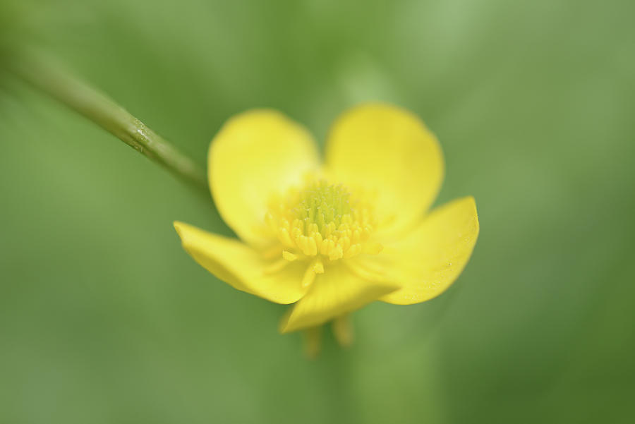 Buttercup  Photograph by Leanna Kotter
