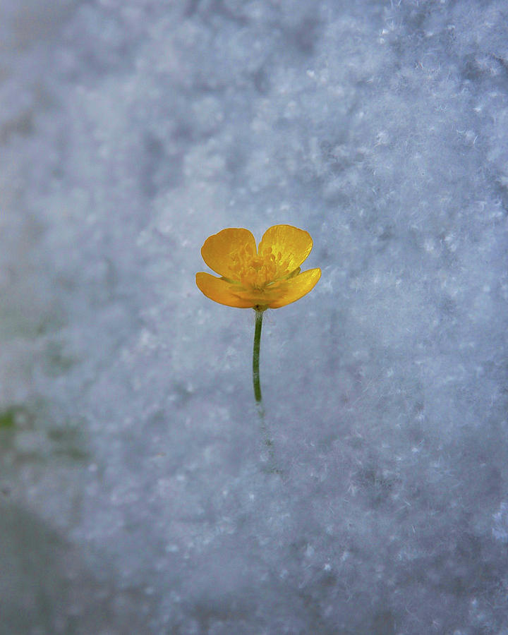 Buttercup Photograph by Ryan Workman Photography