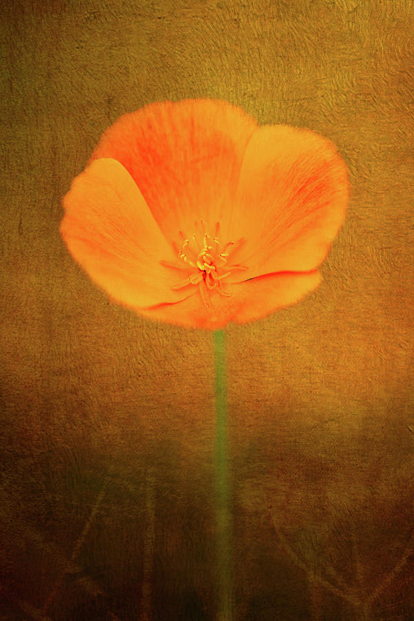 Buttercup with texture Photograph by Sue Leonard