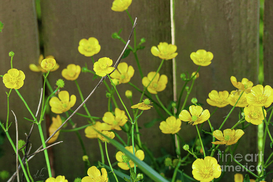 Flower Photograph - Buttercups Blooms by D Lee