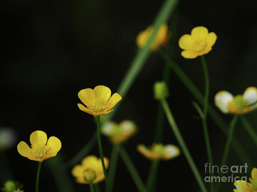 Buttercups Photograph by Dorothy Lee
