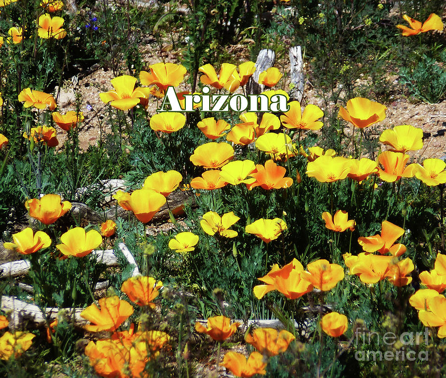 Spring Photograph - Buttercups In The Desert by Two Hivelys