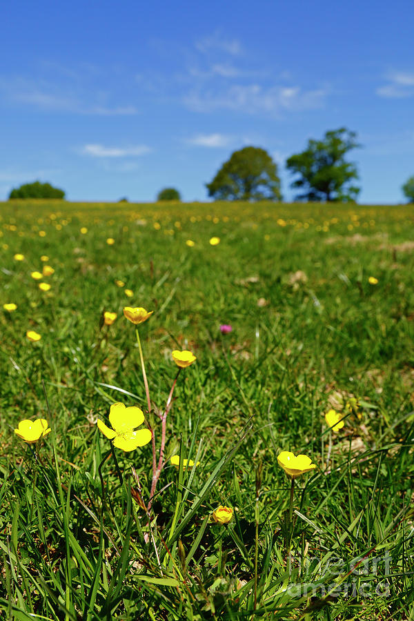 Buttercups in Wildflower Meadow Photograph by James Brunker