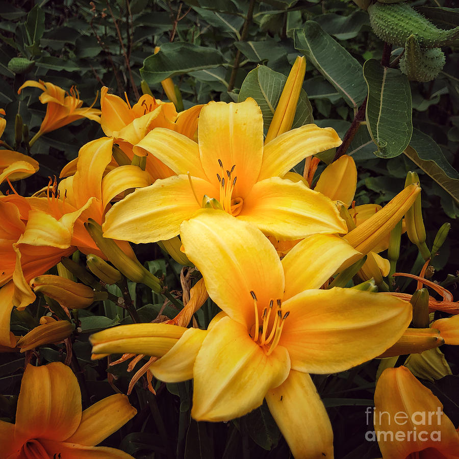 Buttered Popcorn Daylily Photograph by Miriam Danar