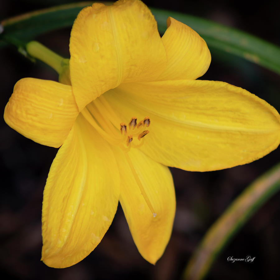Buttered Popcorn Daylily Squared Photograph by Suzanne Gaff