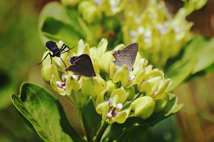 Butterflies And Black Wasp Photograph