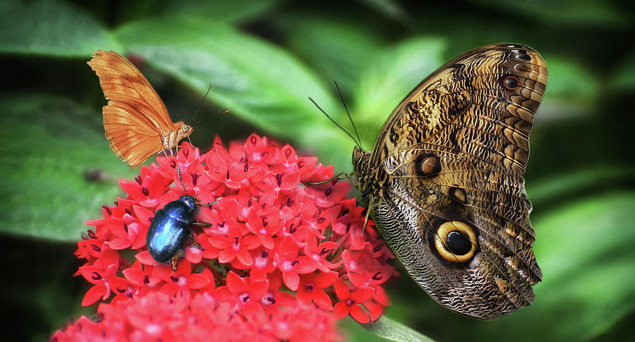 Butterflies and blue insect on red flower - Nature photo Photograph by Stephan Grixti