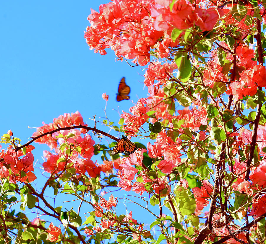 Butterflies and Bougainvillea Photograph by Craig Wood