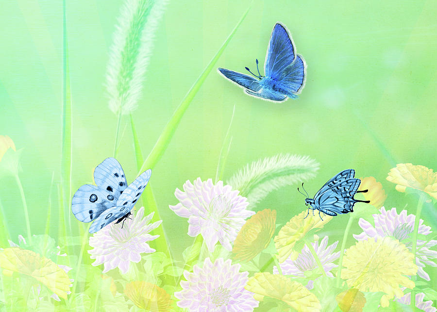 Butterflies and Daisies Digital Art by Doreen Erhardt