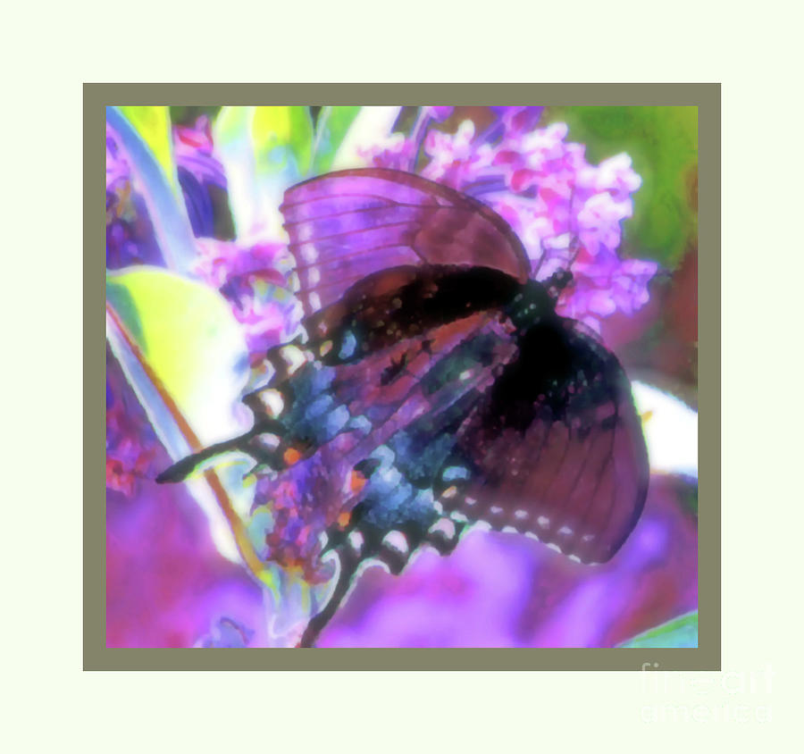 Butterflies and Memories Photograph by Shirley Moravec