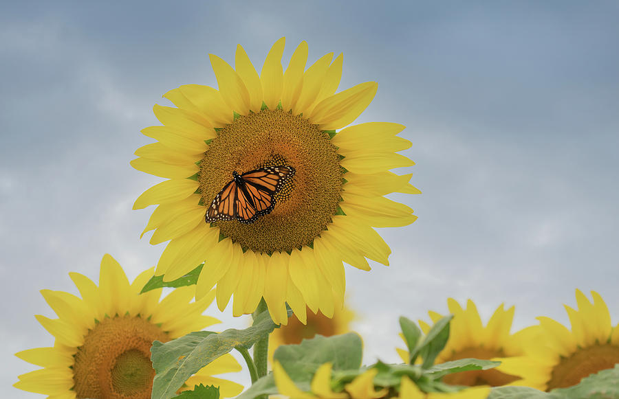 Butterflies and Sunflowers Photograph by Sylvia Goldkranz