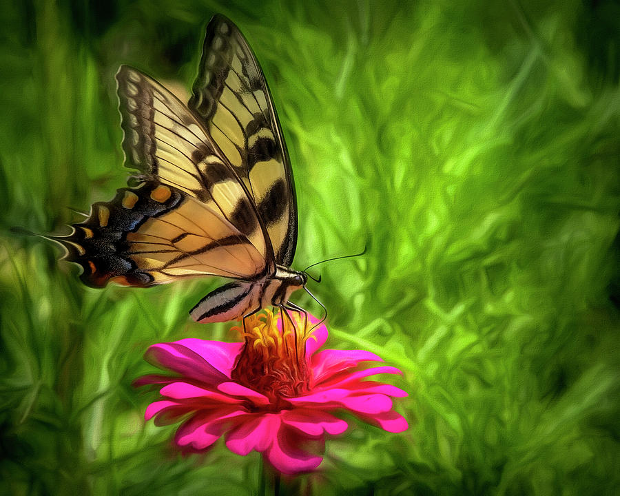 Butterflies are Beautiful Photograph by Deborah Penland