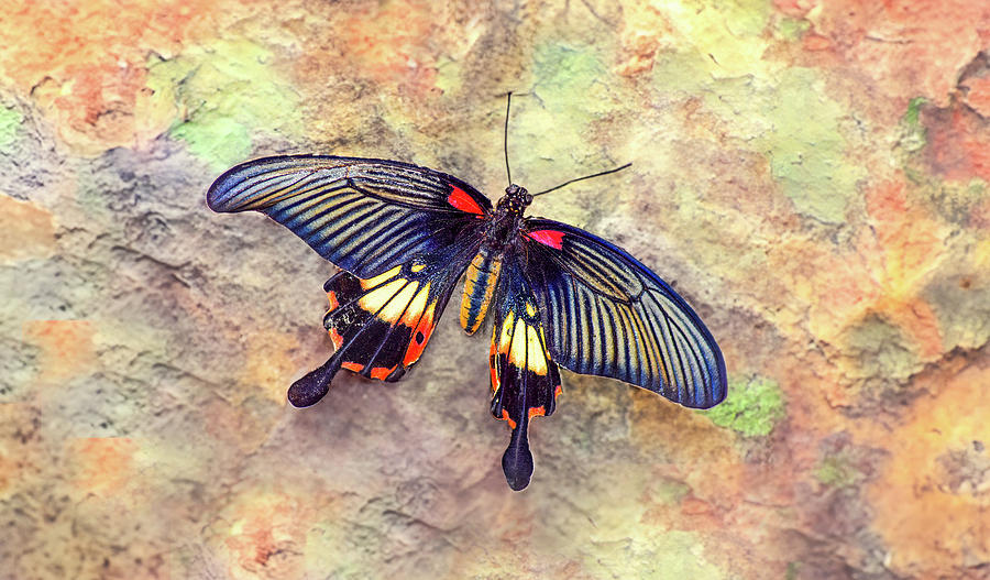 Butterflies are free to Fly Photograph by Daniel B McNeill Fine Art