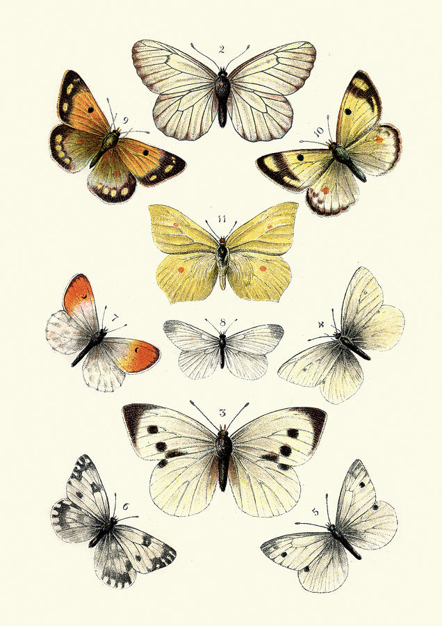 Butterflies, Black veined white butterfly, Brimstone, Large white Drawing by Duncan1890