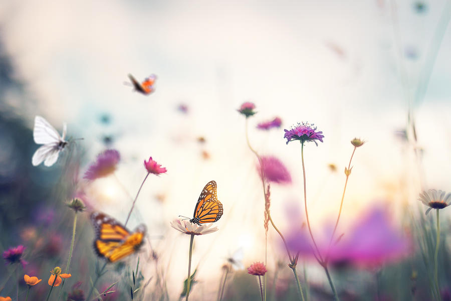 Butterflies Photograph by Borchee