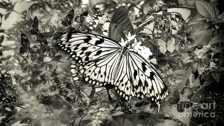 Butterflies - Bw Digital Art by Anthony Ellis