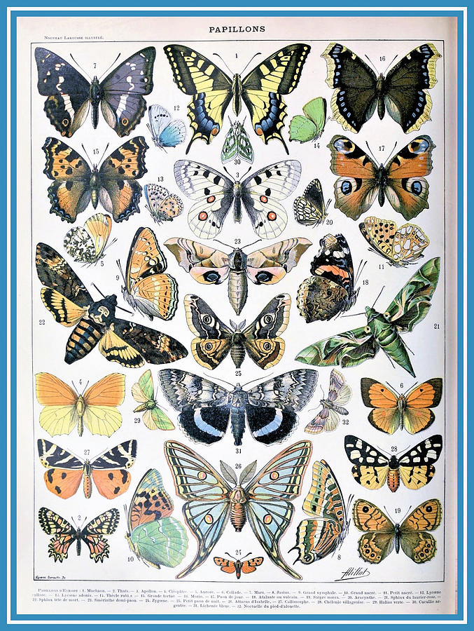 Butterflies Chart Painting by Tony Rubino