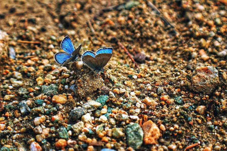 Butterfly Photograph - Butterflies  by Claire Englert