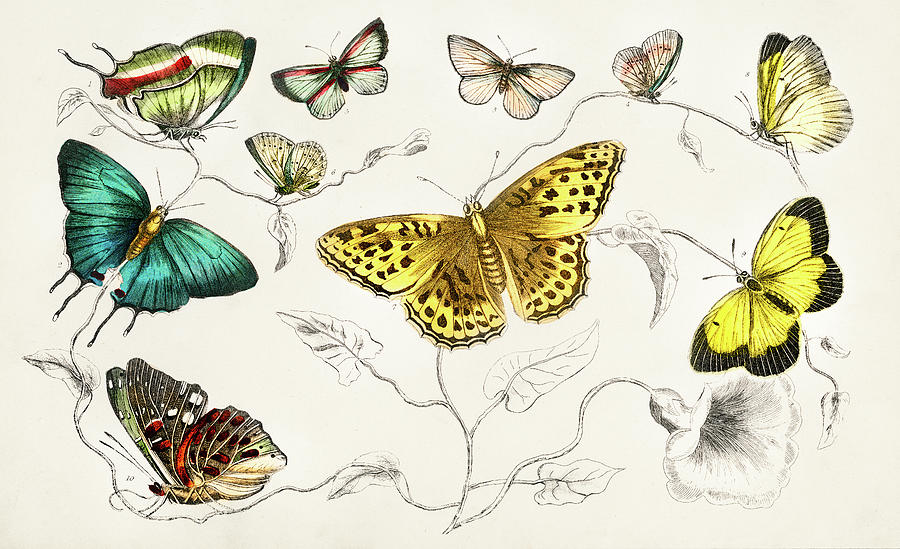 Butterflies Collection from A history of the earth and animated Nature Drawing by Oliver Goldsmith