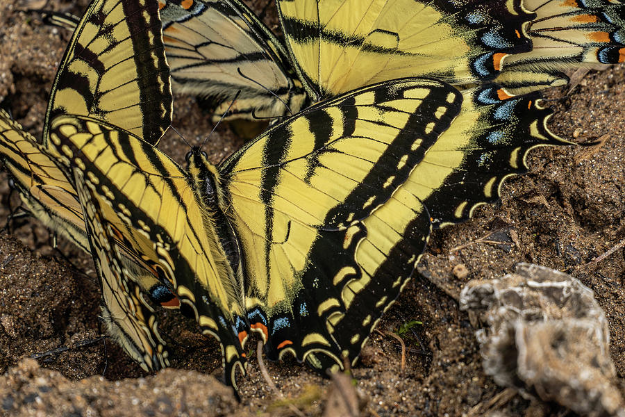 Butterflies Photograph by David R Robinson