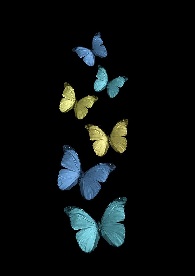 Butterflies flying in black background Photograph by Olga Rubio Manzano -  Pixels