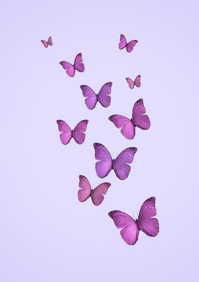 Wallpapers With butterflies of Violet shades AS Creation 34765-1