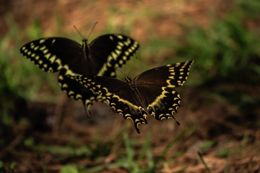 Butterflies Friends Photograph by Dorothy Cunningham