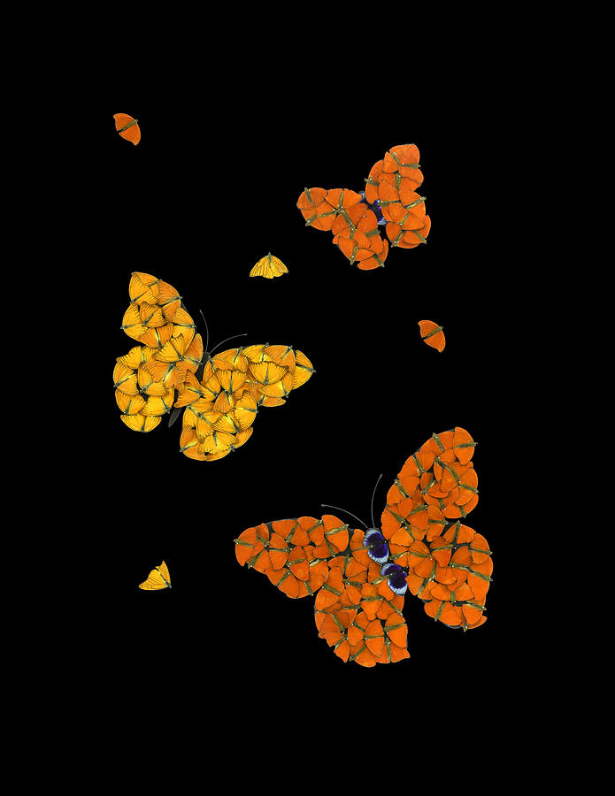 Butterflies in Flight Orange Digital Art by Scott Fulton