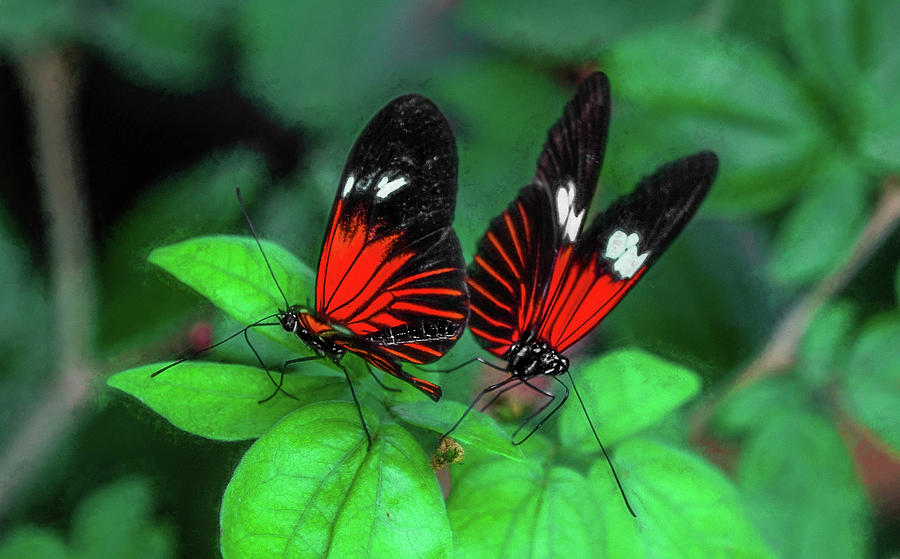 Butterflies In Love Photograph by Kevin Lane
