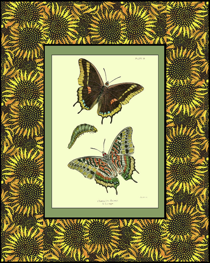 Butterflies in Sunflower Frame Digital Art by Lorena Cassady