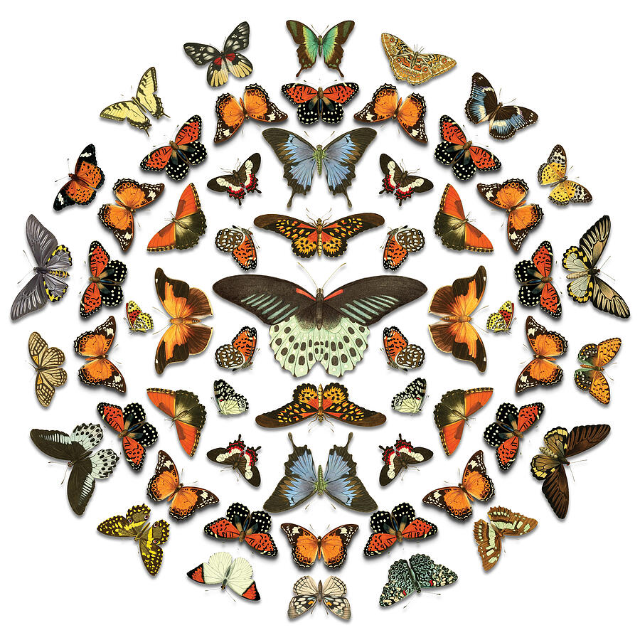 Pattern Digital Art - Butterflies in the Round by Gary Grayson