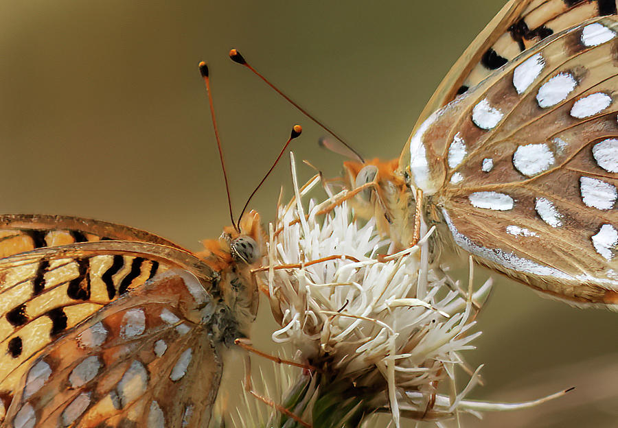Butterflies Photograph by Laura Terriere