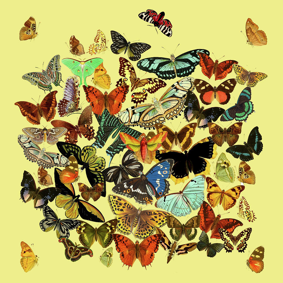 Butterflies Digital Art by Lorena Cassady