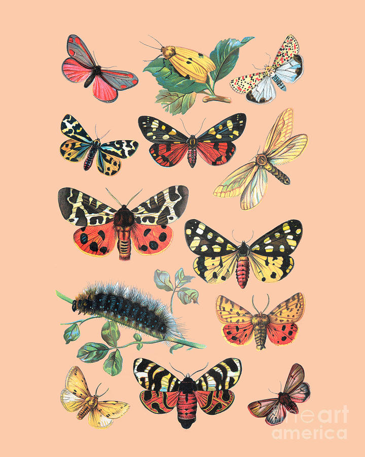 Butterfly Digital Art - Butterflies by Madame Memento