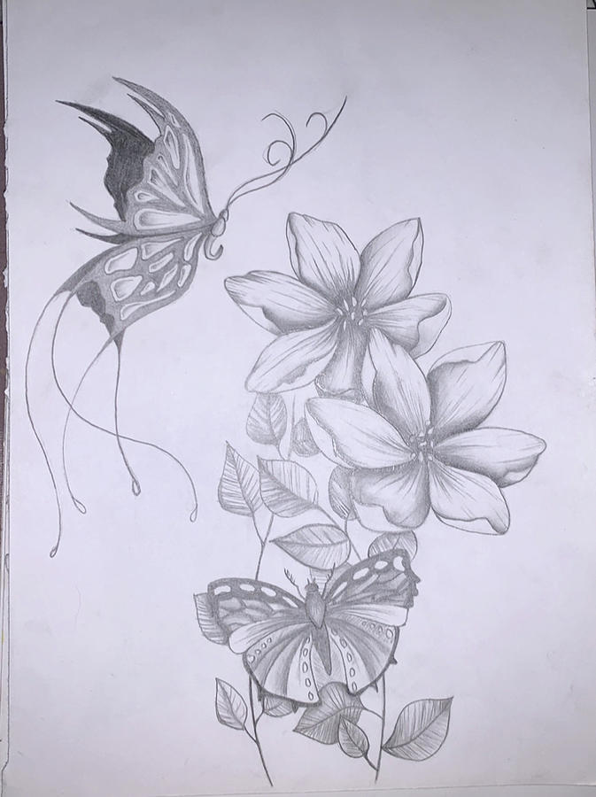 Butterflies Drawing by Mary Collum - Fine Art America