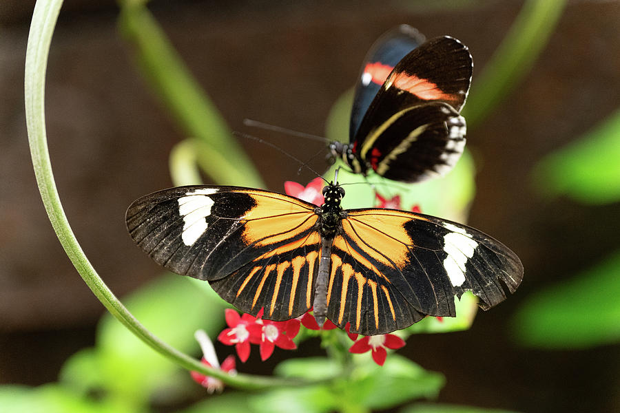 Butterflies Photograph by Mary Hone Butterflies Photograph by Mary Hone