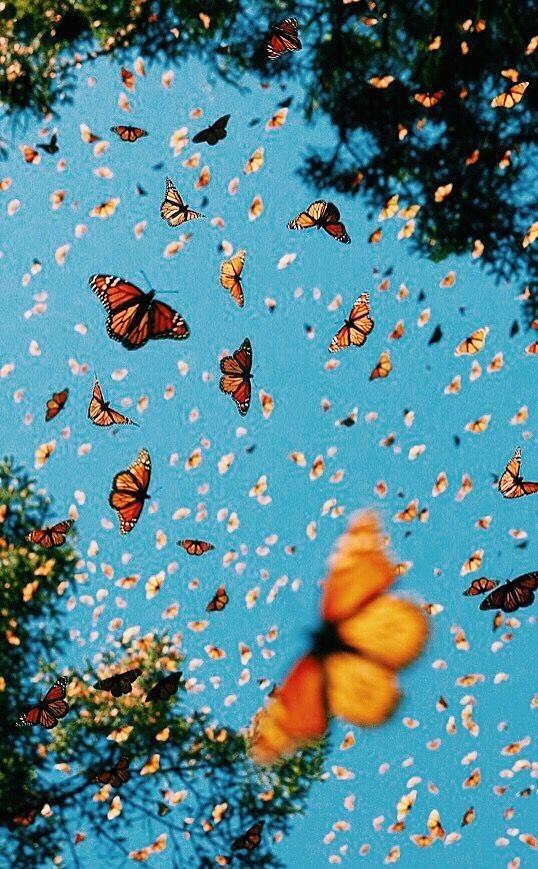 Butterflies Photograph by Natalia Colina - Fine Art America